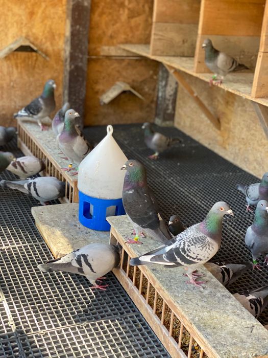 Vand porumbei voiajori