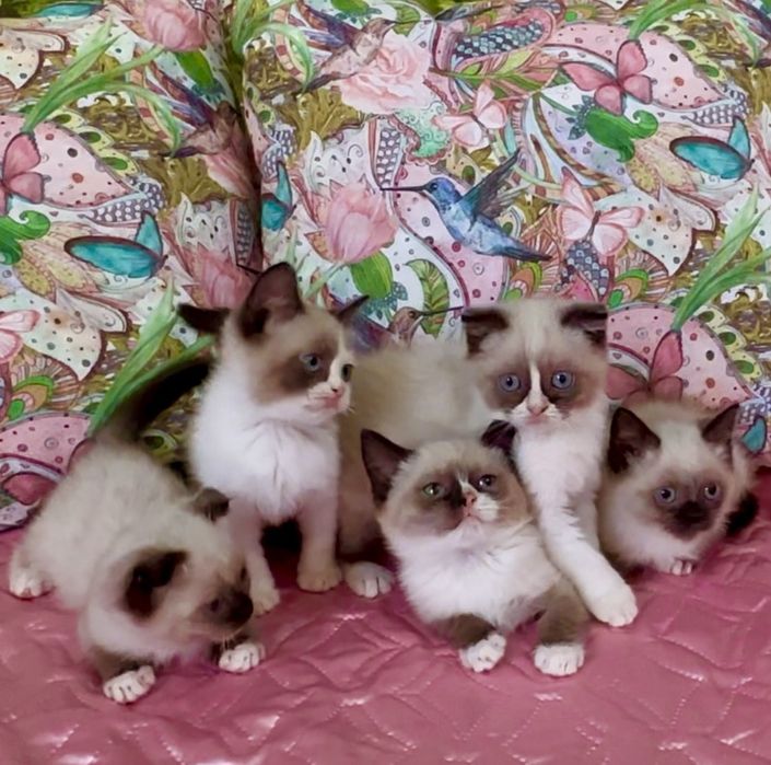 Рагдол / Регдол Ragdoll