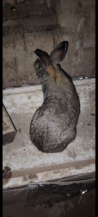 Flandr urgoci Quyon 500 yuz