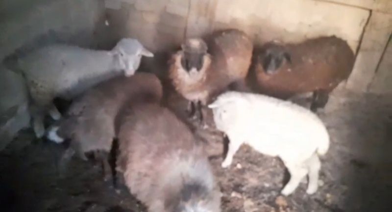 Қошақан тоқтылар сатылады Жаркент қаласы