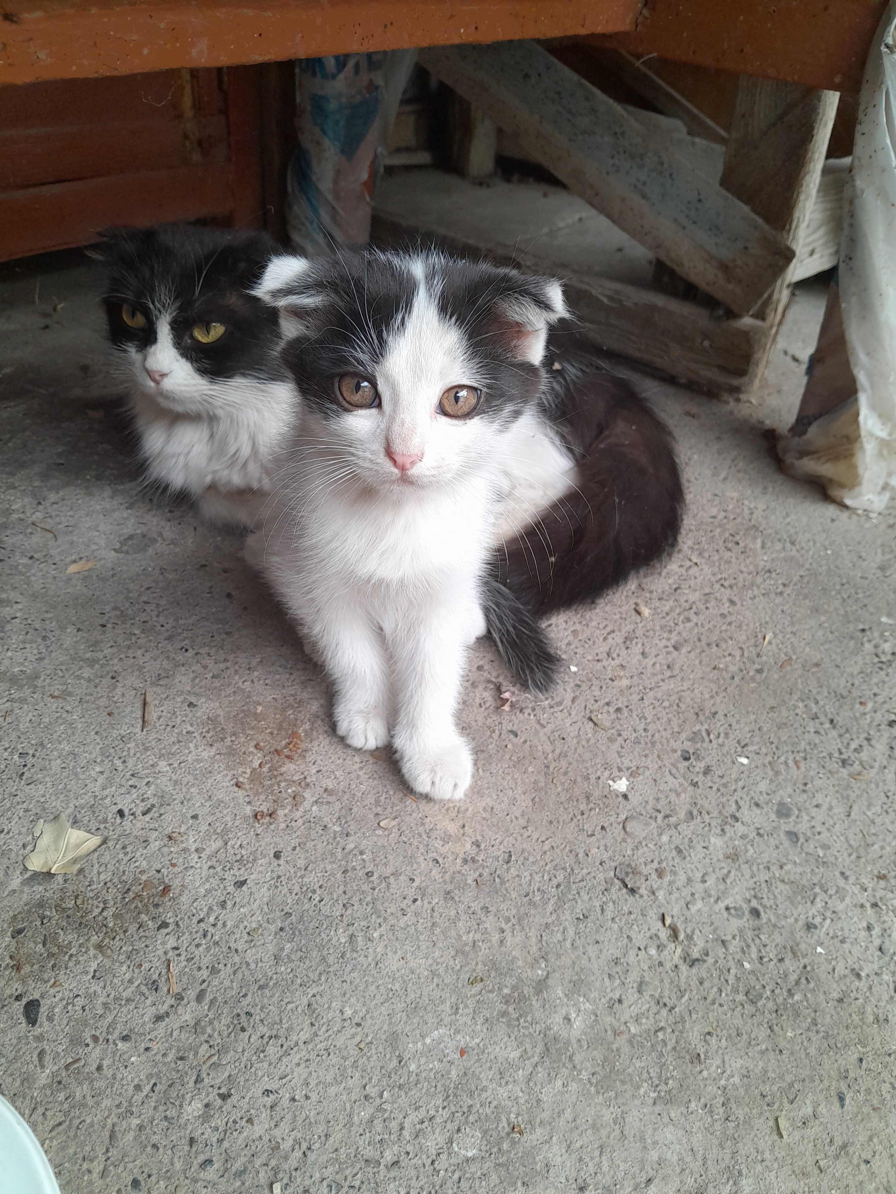 Отдам котят в хорошие руки