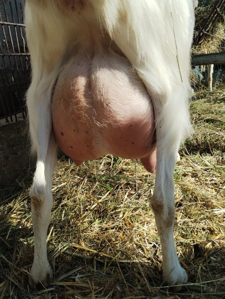 Țăpisori disponibil din capră buna de lapte