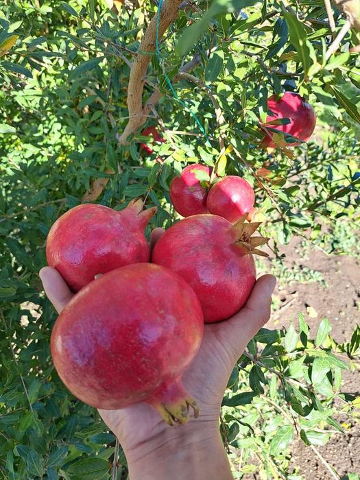 Rodie Melo Dolce la ghiveci anul 4