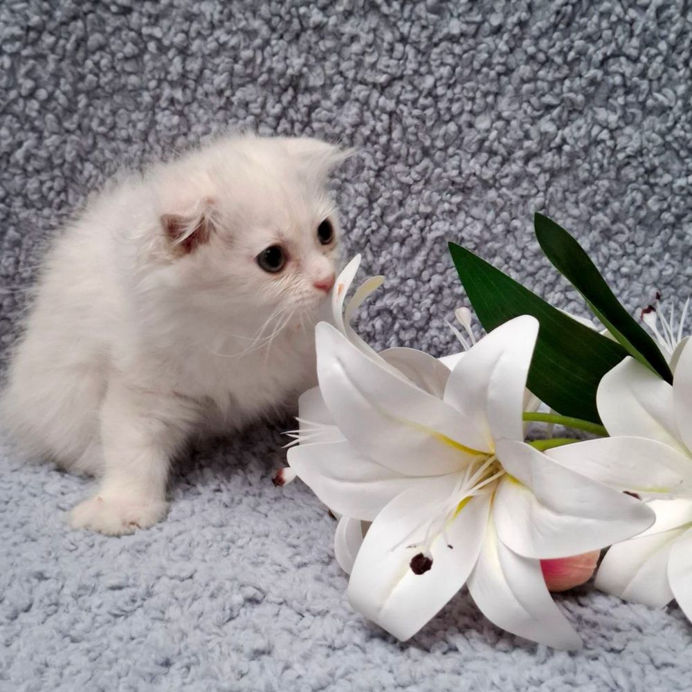 кошка скоттиш фолд