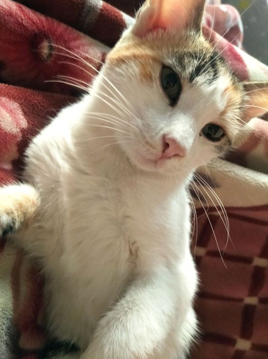 Чиройлик мушук хадияга