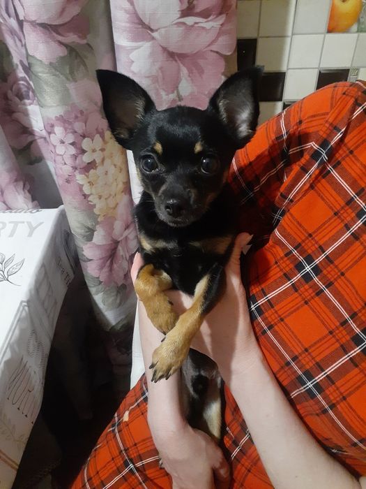 Невеста для пса породы чихуахуа