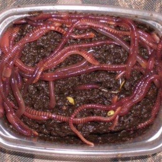 Балык аулаұға кызыл червяк.Черви красные для рыбалки