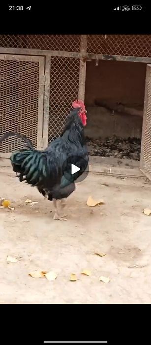 Qorashaxzoda xoʻrozi sotiladi