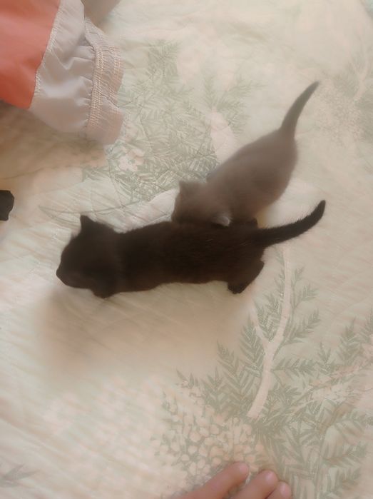 Продам катят очень красивых