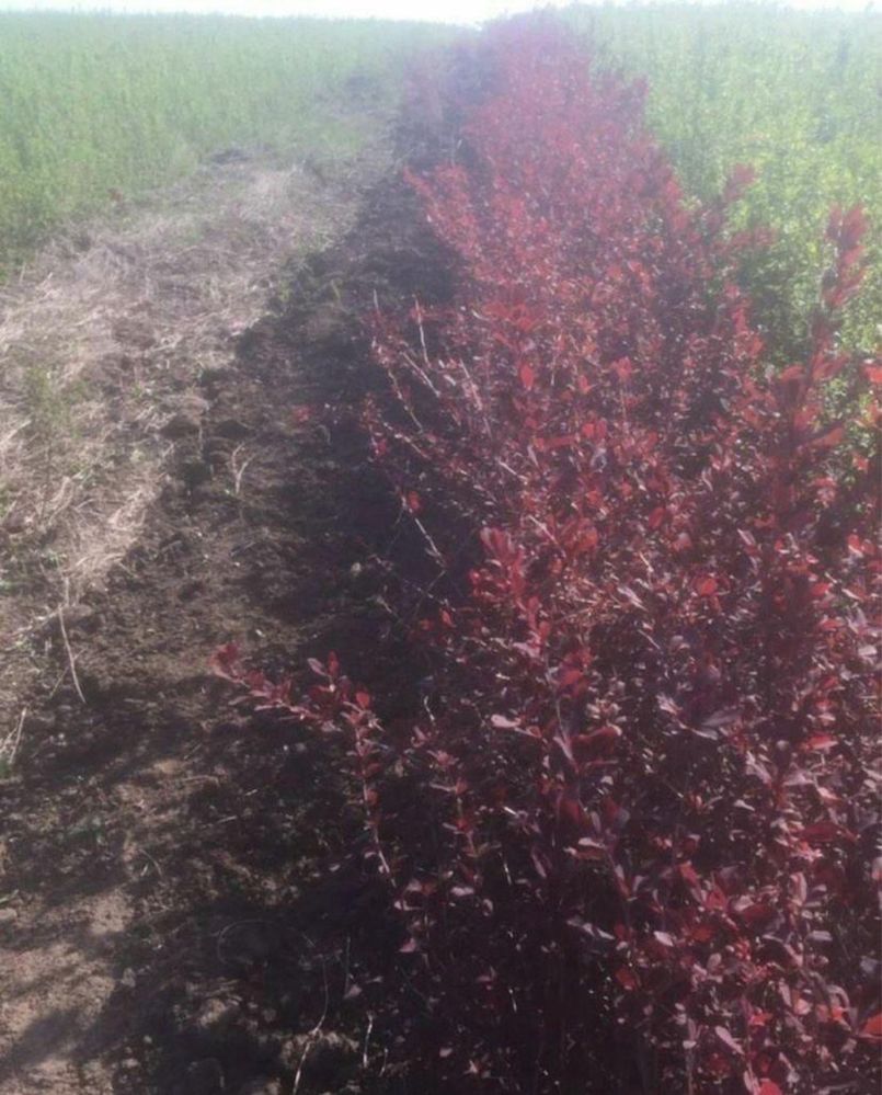 Dracila Berberis Japoneza Atropurpurea, cu frunze rosu-inchis