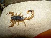 Дезинфекция скорпион змеи ящерица таракан клопа