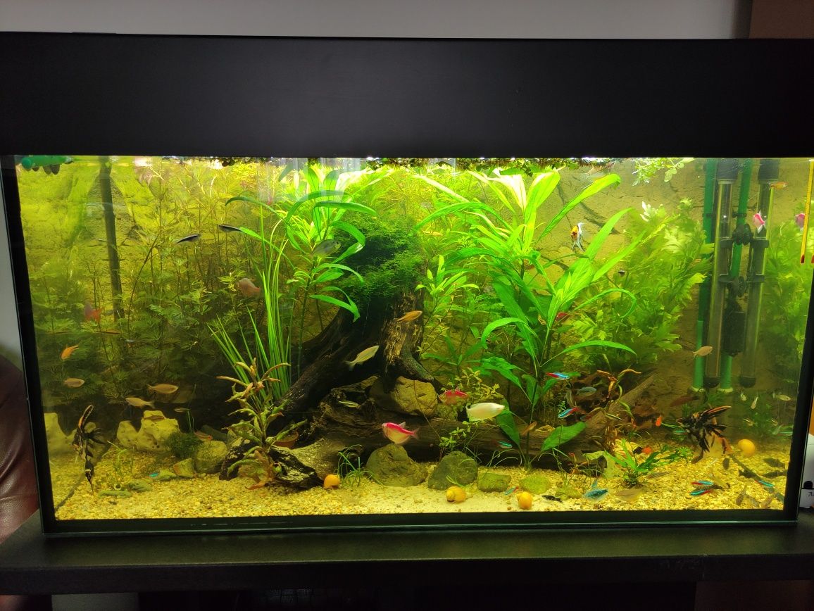 Acvariu 100x40x50 (200L) complet (mobila/filtru/decor/plante etc)