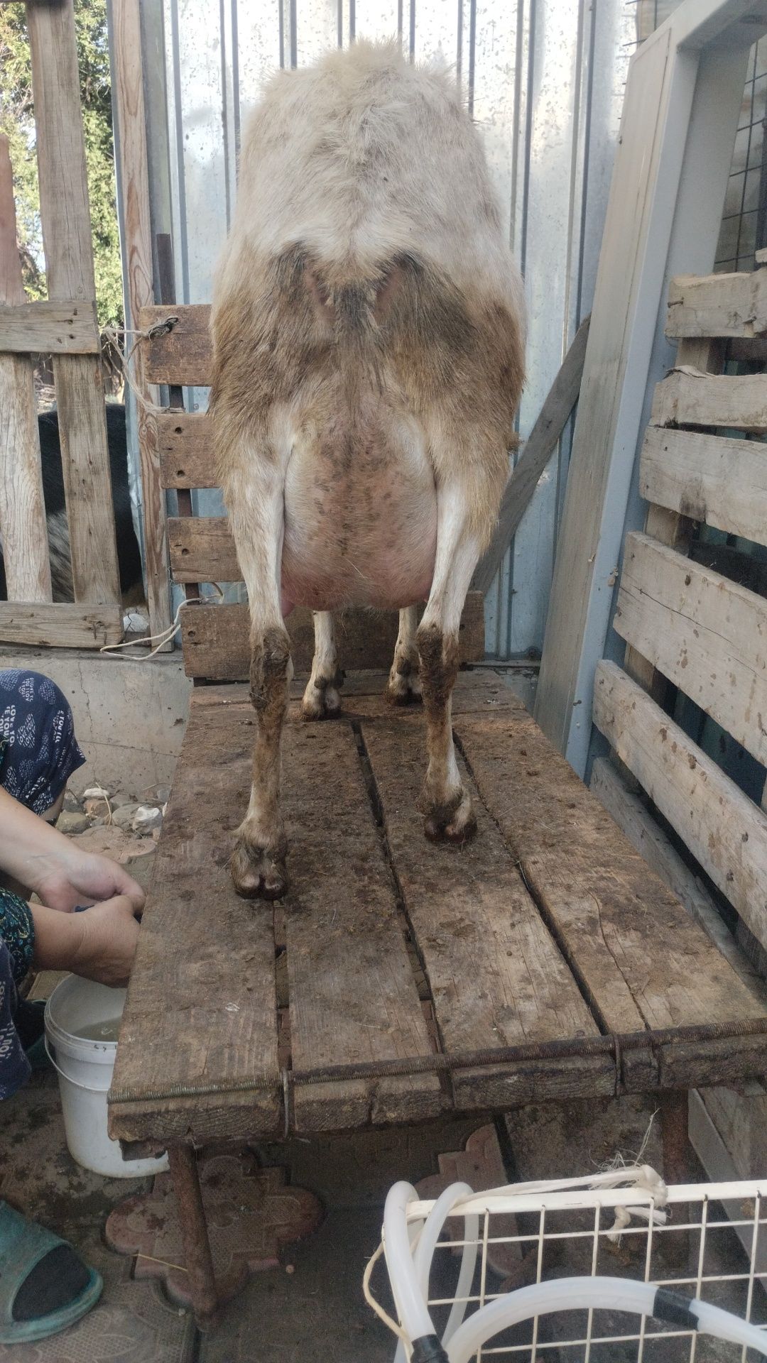 Коза Заанен Алгабас