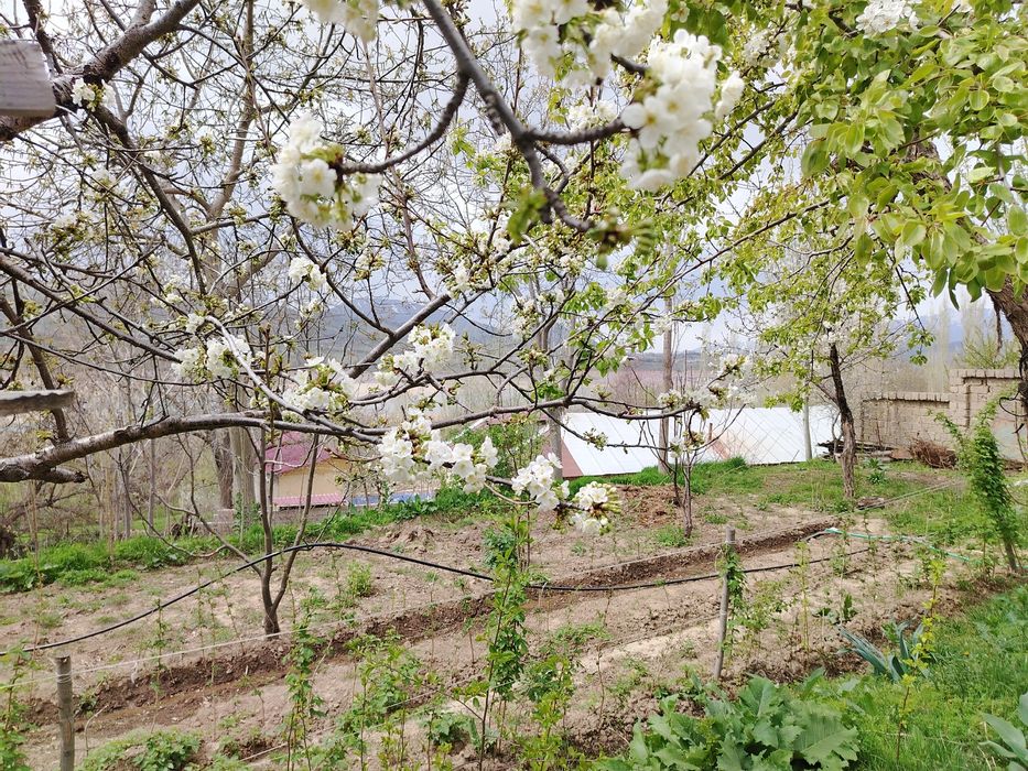 Йер сотилади 6 сток чорвок срочний