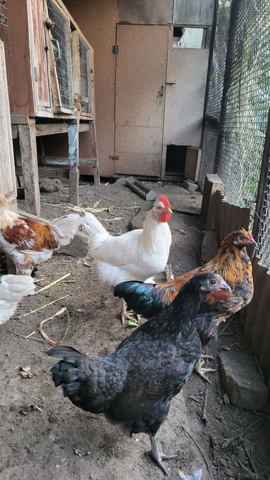 Продам Домашних Петухов