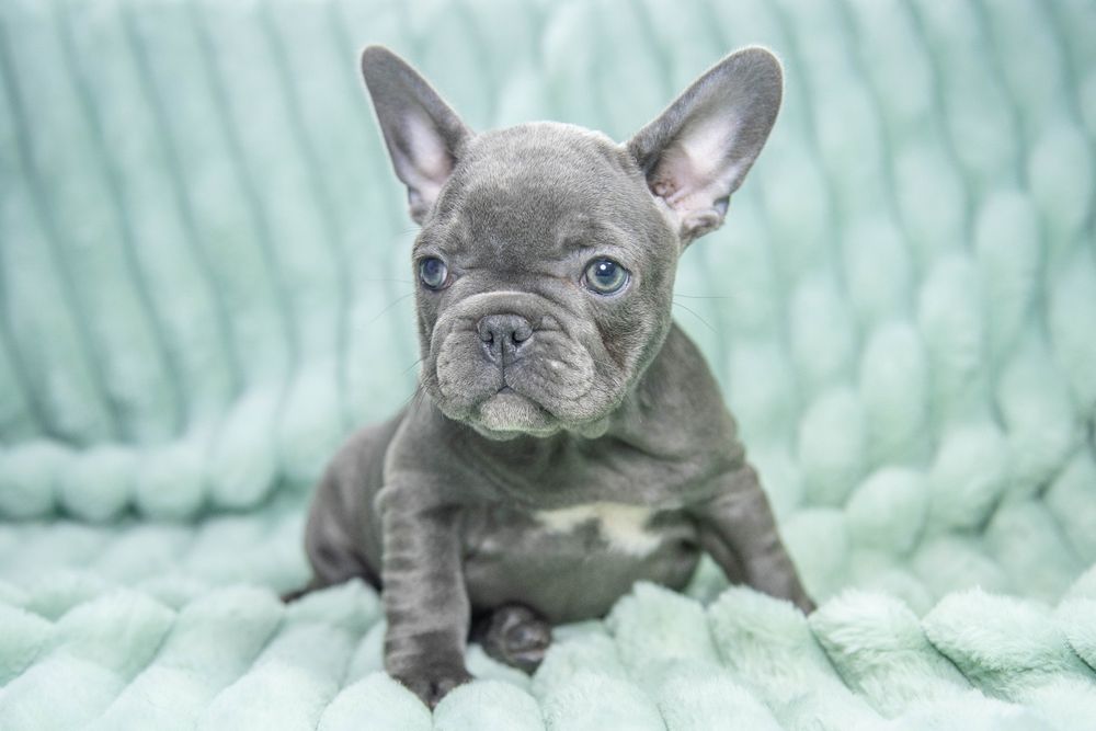 bulldog francez blue