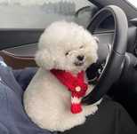 Caniche alb talie mica