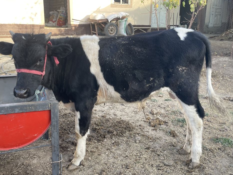 Семіз өгіз бұқалар