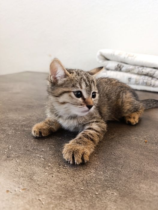 Отдадим в добрые руки