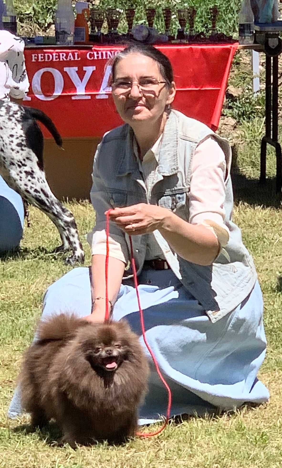 pomeranian deosebit cu pedigree