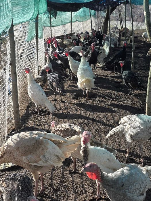 Curcani, curci de mai multe soiuri.