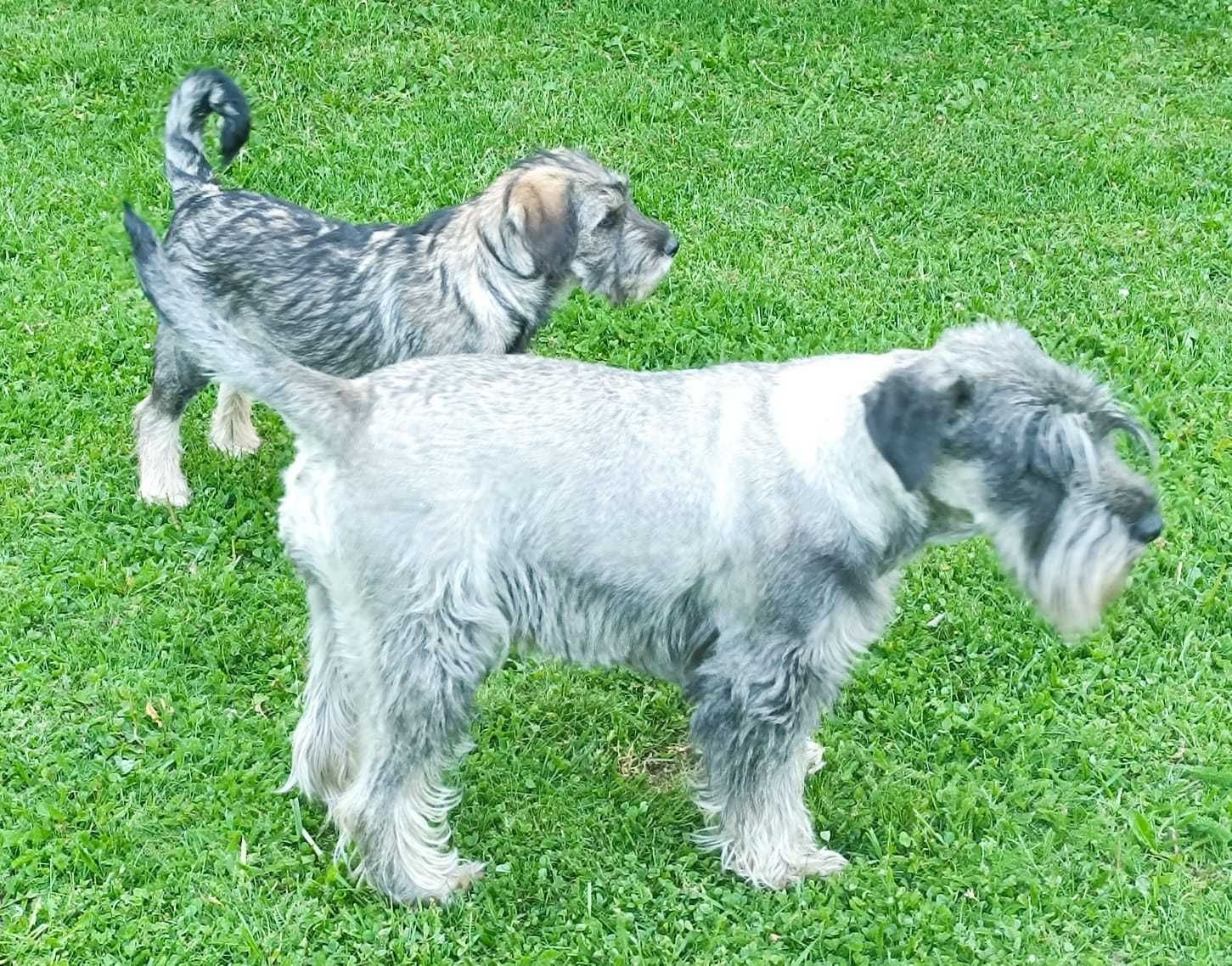 Vând pui Schnauzer femelă