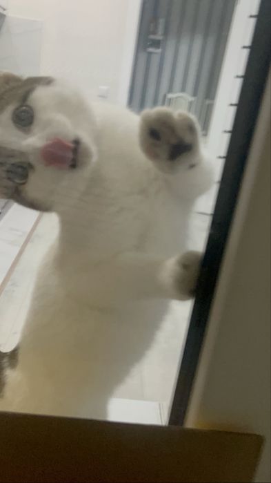 Бесплатно! Даю котика так как у ребенка аллергия