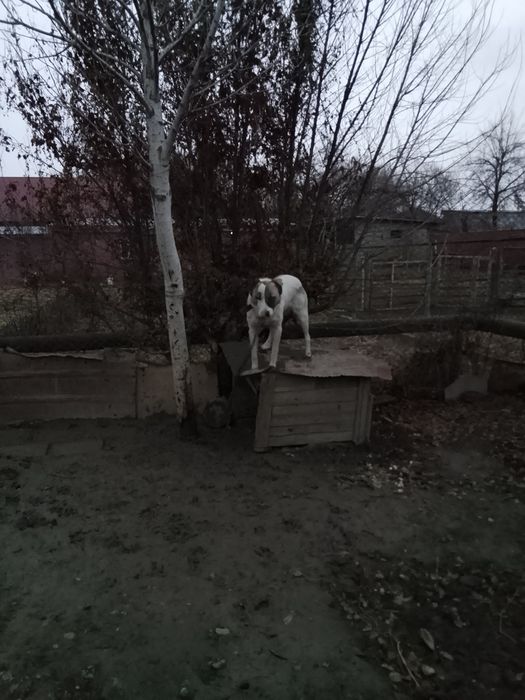 Продаю собаку породистая азиатская овчарка