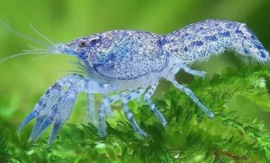 Мирный синий карликовый рак