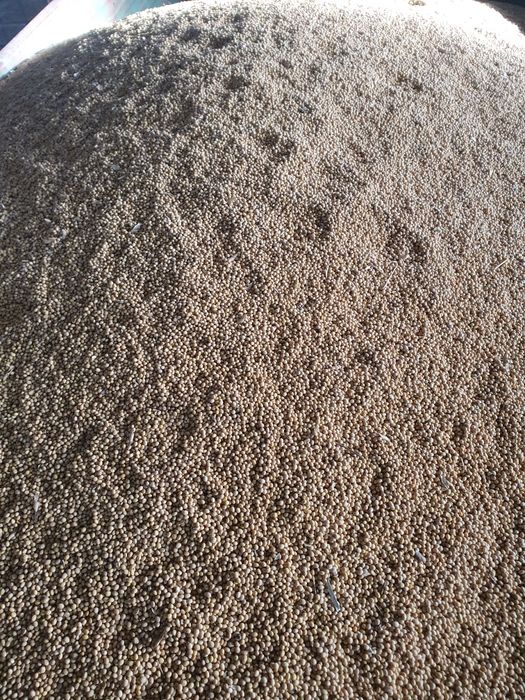 Vând soia producție 2025