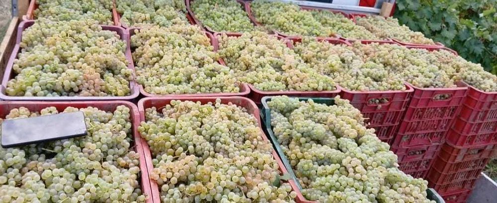 Struguri de vin / 2025
