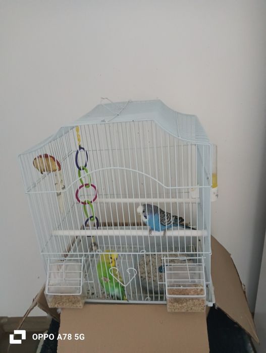 Vând peruș femela aproximativ 2ani