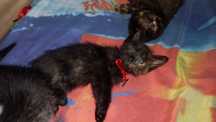 Donez pisicute jucause