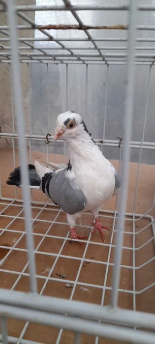 Porumbei jucatori de galati