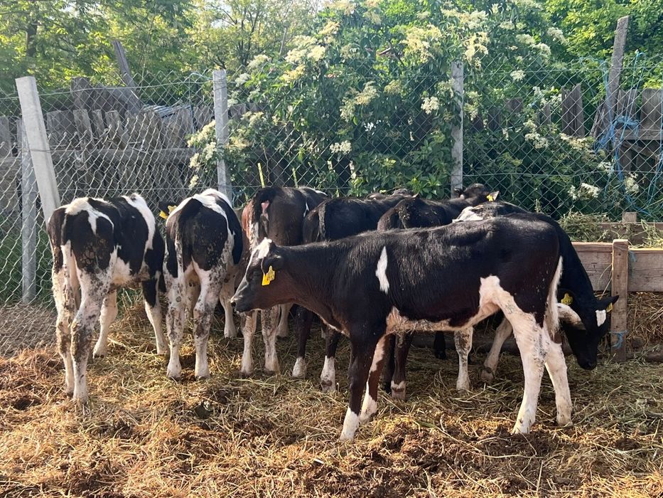 Aduc viței pe comandă!!