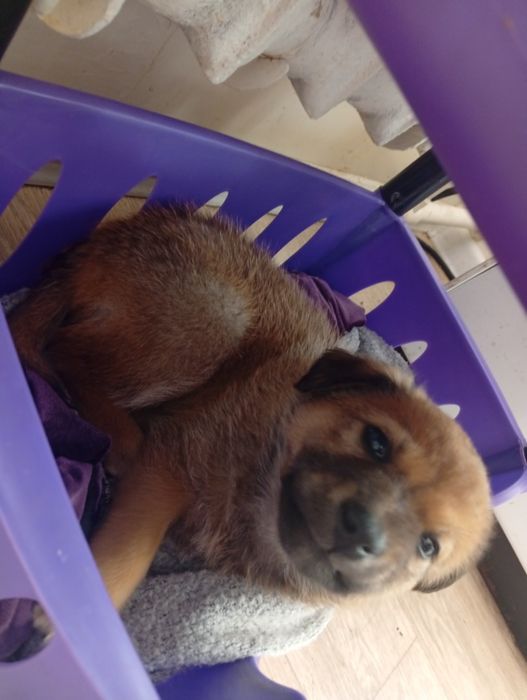 Бесплатно Щенок Девочка. Сергели