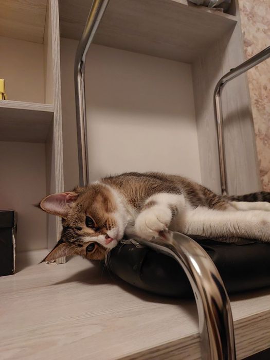 Кошки  5  месяцев , отдадим даром