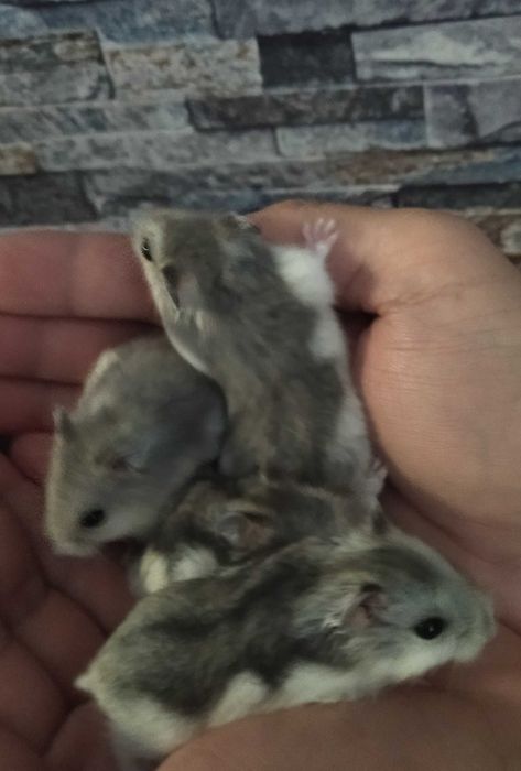 Hamsteri deosebiți diverse culori pui foarte blânzi si cuminți