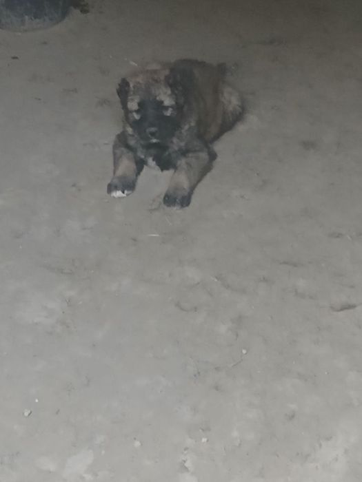 Pirat linya kuchugcha sotiladi urĝochi