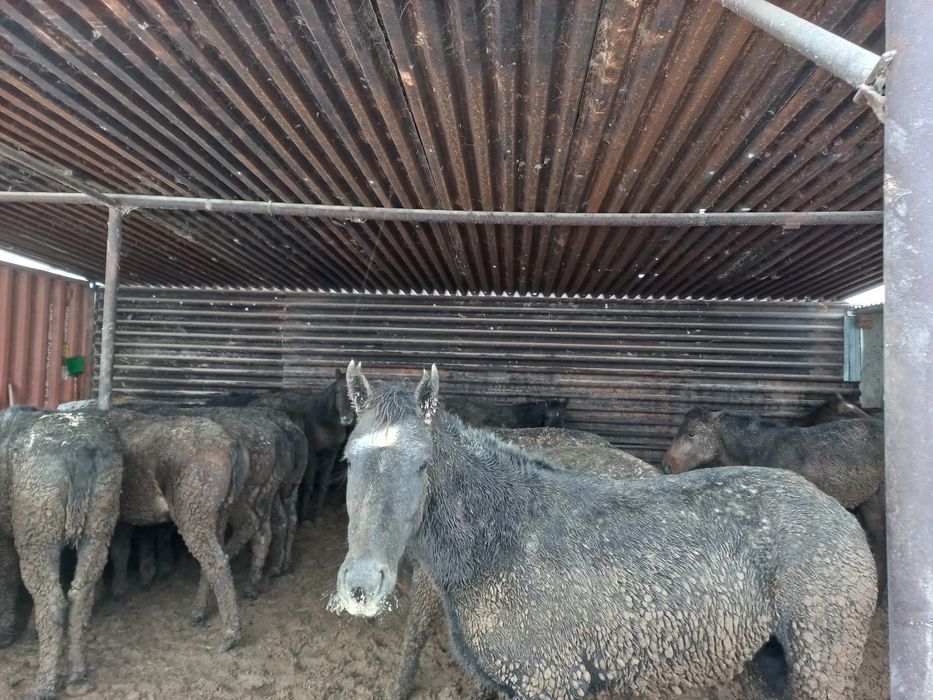 Ет Мясо Соғым Согым Тайлар Құнандар Дөнендер Байталдар Биелер Сатылады