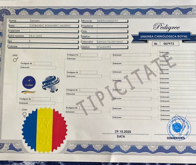 Vând Femelă Ciobănesc Mioritic cu pedigree