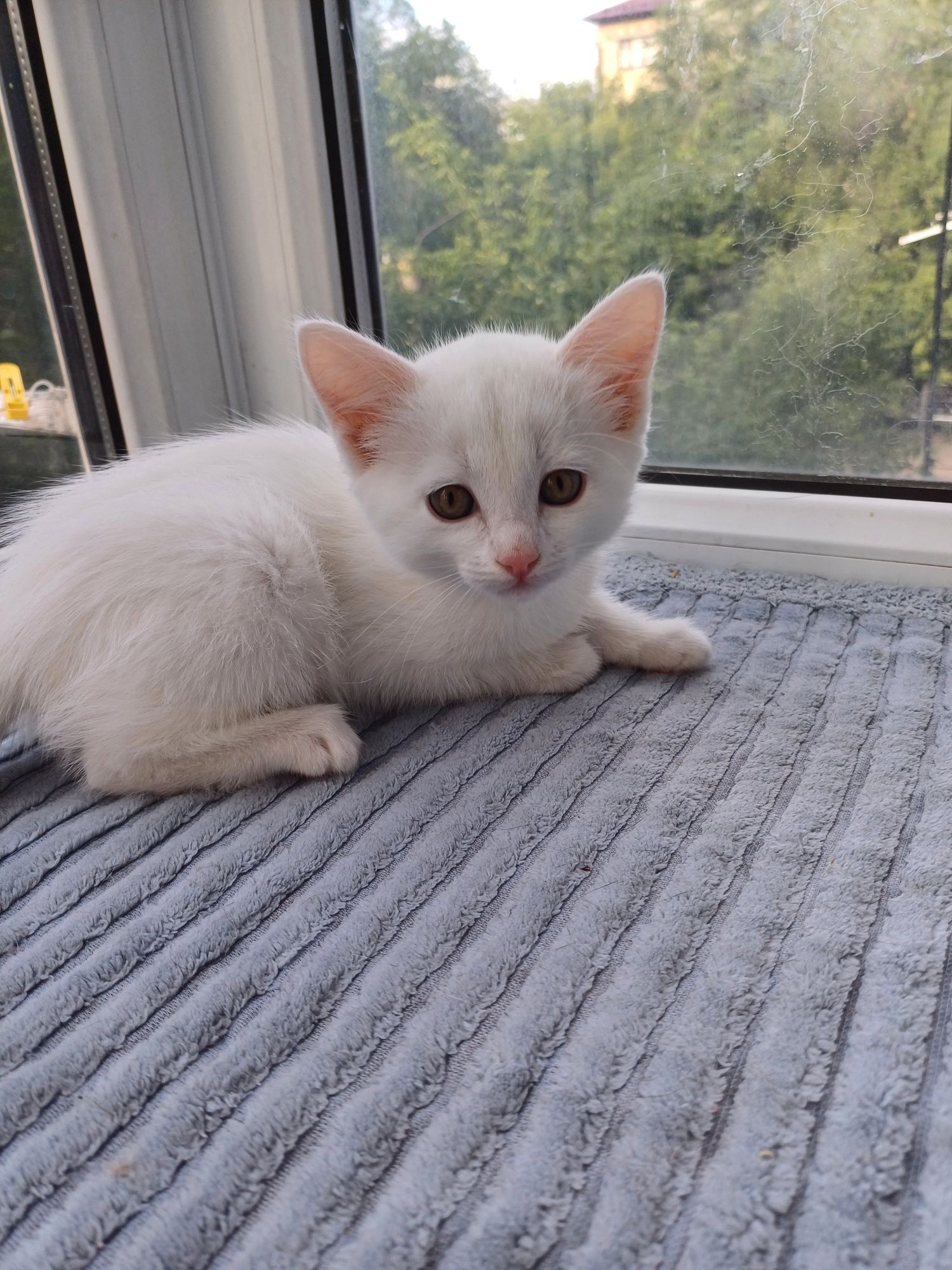 Пристраиватся котенок