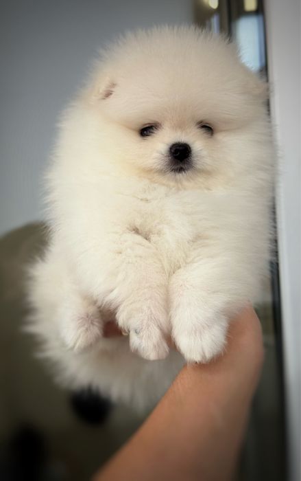 Baietel pomeranian mini/toy!