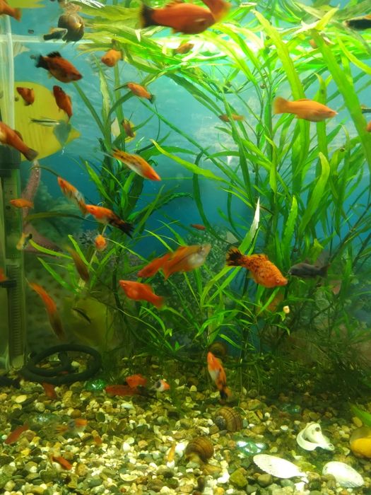 Продам рыбок меченосцев