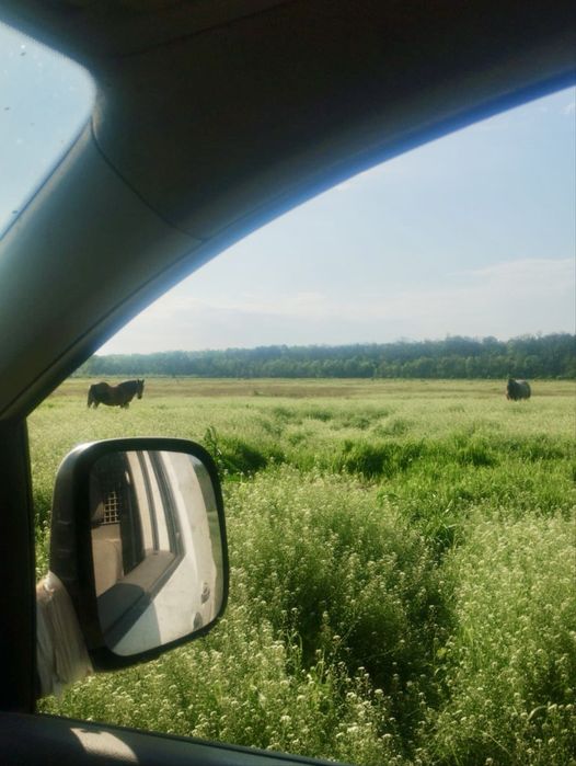 Vând cal semi-greu, femelă pentru călărie sau tracțiune