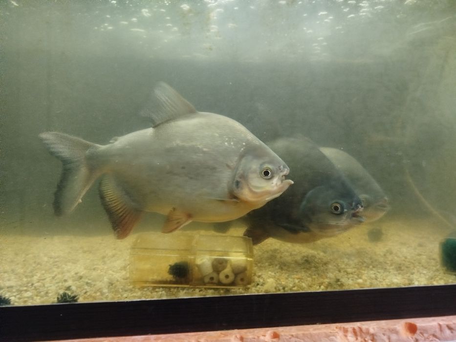 Срочно продаётся пираньи и астранатуси