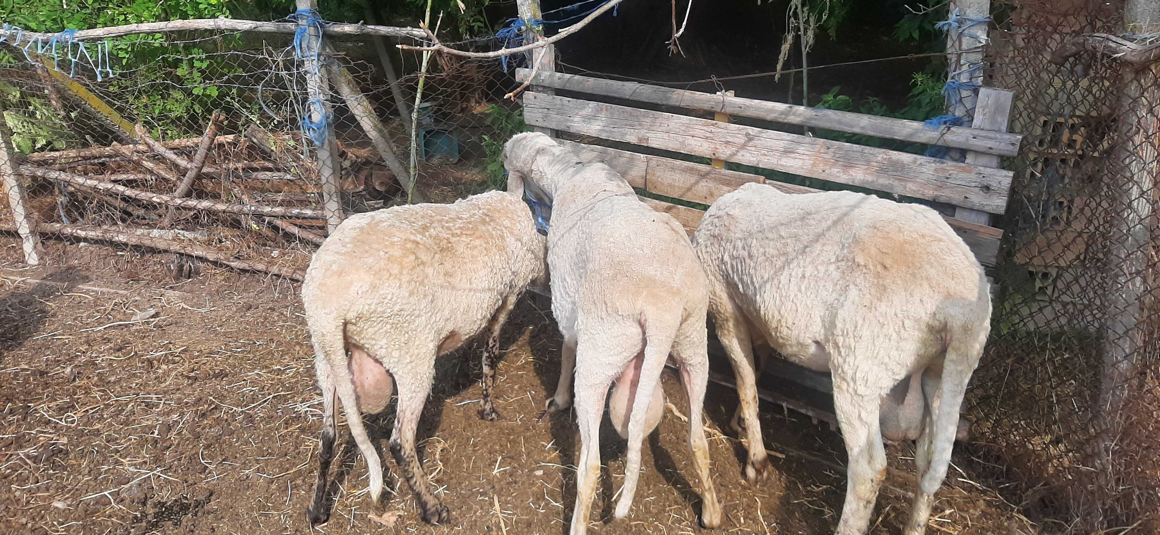 Продавам кочове и овце