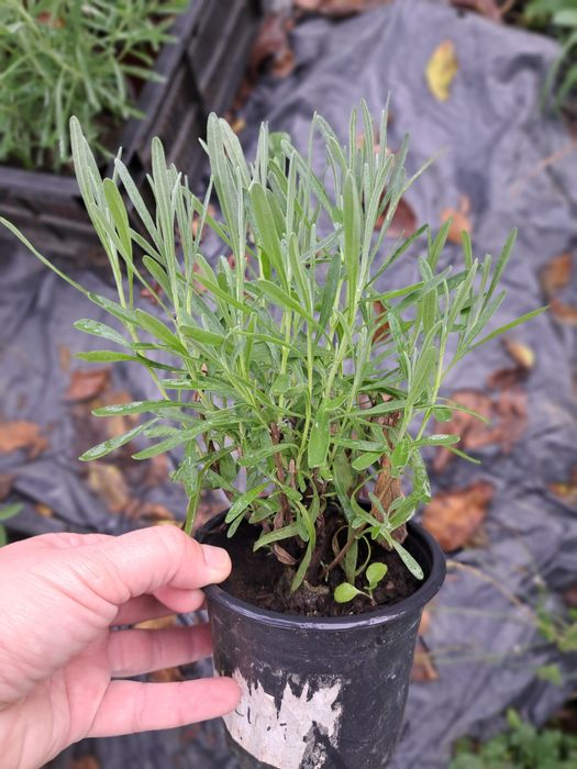 De vânzare lavandă