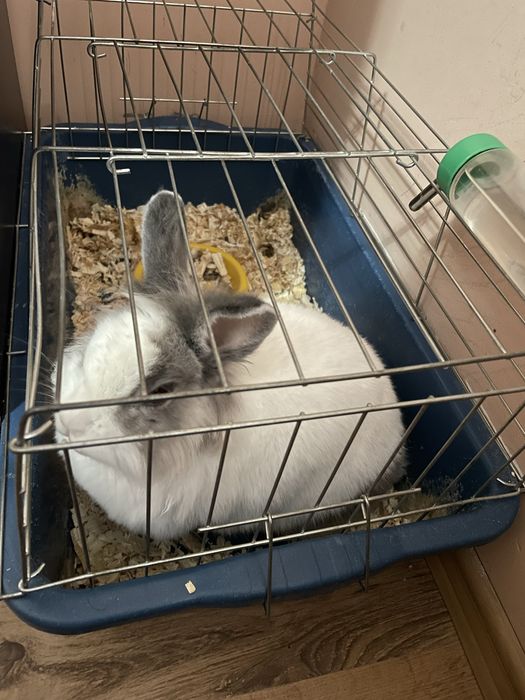 Подарявам Женско Зайче На Развъдници За Разплод