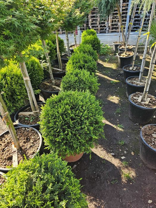 Tuia smarald lelandy braband spirale pon pon magnolia mesteacăn